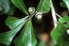 quercus nigra Water Oak