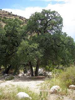 Quercus oblongifolia Mexican Blue Oak