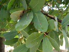 Quercus oblongifolia Mexican Blue Oak