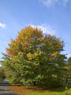 Quercus palustris Pin Oak, Swamp Oak