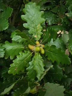 Quercus petraea Sessile Oak, Durmast oak