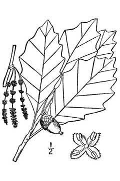 Quercus prinoides Dwarf Chinkapin Oak