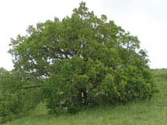 Quercus pubescens Downy Oak