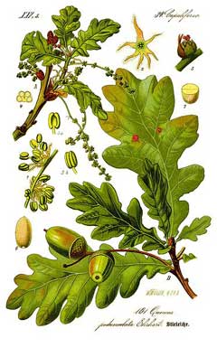 Quercus robur Pedunculate Oak, English oak