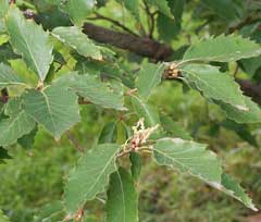 Quercus serrata Bao li