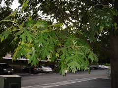 Quercus shumardii Shumard Oak, Schneck oak