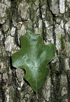 Quercus stellata Post Oak