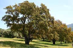 Quercus_suber Cork Oak