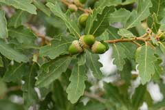 Quercus undulata Wavyleaf Oak