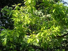Quercus variabilis Chinese Cork Oak