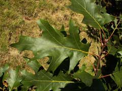 Quercus velutina Black Oak