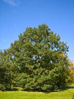 Quercus velutina Black Oak