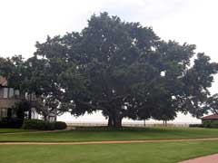 Quercus virginiana Live Oak