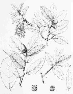 Quercus arizonica Arizona White Oak