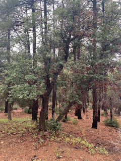 Quercus arizonica Arizona White Oak