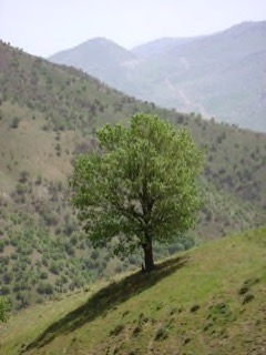 Quercus brantii Barro, Brant