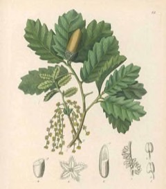 Quercus fruticosa Gall Oak, Lusitanian Oak