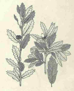 Quercus grisea Gray Oak Quercus grisea Gray Oak