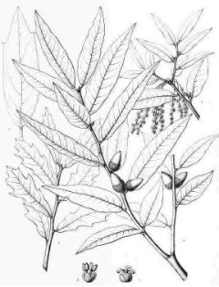 Quercus hypoleucoides Silverleaf Oak Quercus hypoleucoides Silverleaf Oak