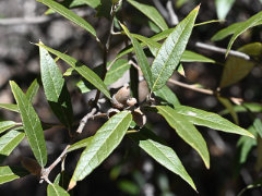 Quercus hypoleucoides Silverleaf Oak Quercus hypoleucoides Silverleaf Oak