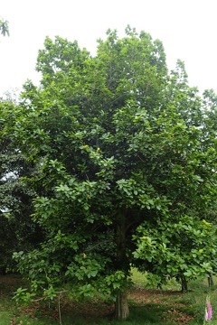 Quercus insignis Chicalaba