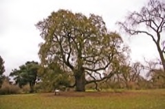 Quercus x hybrid Burgambel oak