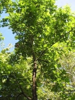Quercus × schuettei Schuette