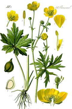 Ranunculus acris Meadow Buttercup, Tall buttercup, Showy buttercup