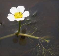 Ranunculus aquatilis Water Crowfoot,  White water crowfoot