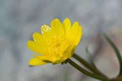 Ranunculus californicus California Buttercup