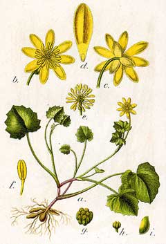 Ranunculus ficaria Lesser Celandine - Pilewort, Fig buttercup