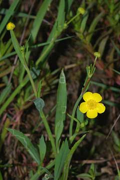 Ranunculus flammula Lesser Spearwort, Greater creeping spearwort