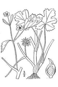 Ranunculus muricatus Rough-Seed Buttercup, Spinyfruit buttercup