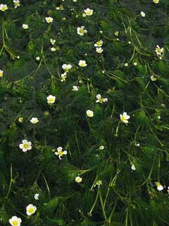 Ranunculus nipponicus 