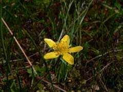 Ranunculus occidentalis Western Buttercup