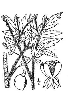 Ranunculus pennsylvanicus Pennsylvania Buttercup