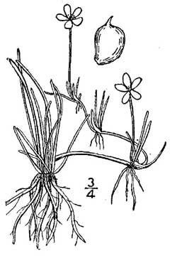 Ranunculus_reptans Creeping Spearwort