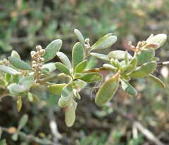 Rhagodia spinescens Spiny Saltbush