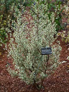 Rhamnus alaternus Italian Buckthorn