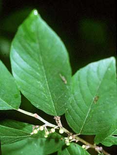 Rhamnus carolinianus Indian Cherry, Oak, Carolina Buckthorn