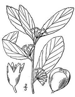 Rhamnus carolinianus Indian Cherry, Oak, Carolina Buckthorn