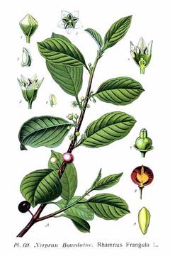 Rhamnus frangula Alder Buckthorn