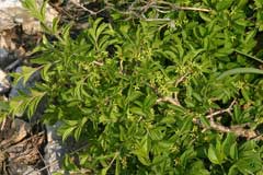 Rhamnus saxatilis Avignon Berry, Rock buckthorn