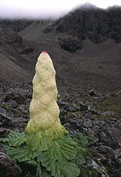 Rheum nobile Sikkim Rhubarb