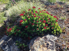 Rhodiola integrifolia King’s crown