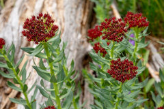 Rhodiola integrifolia King’s crown