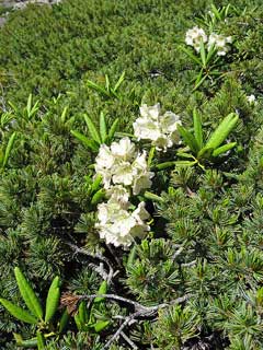 Rhododendron aureum Rosebay