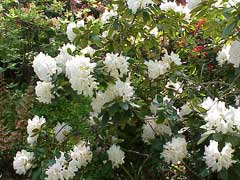 Rhododendron campanulatum 
