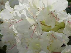 Rhododendron campanulatum 