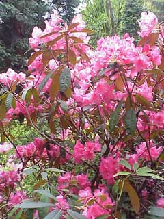 Rhododendron griersonianum 